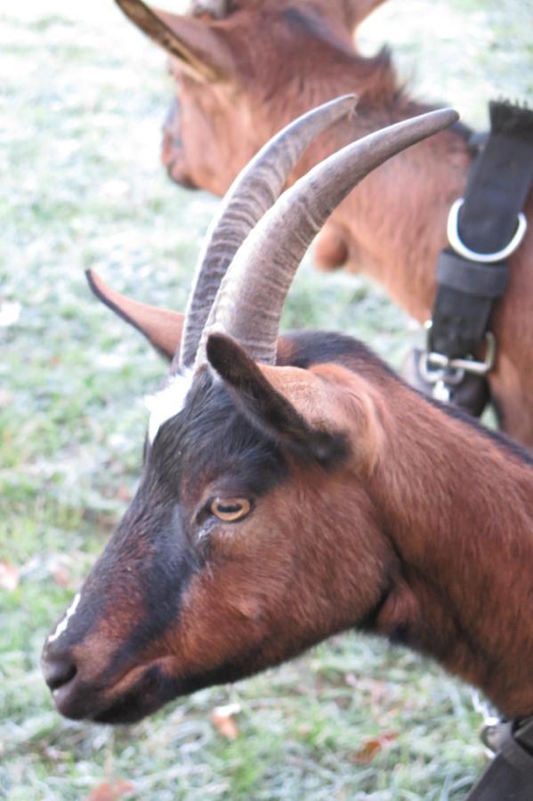 La Ferme De Pomereix Le Dorat Bagian luar foto